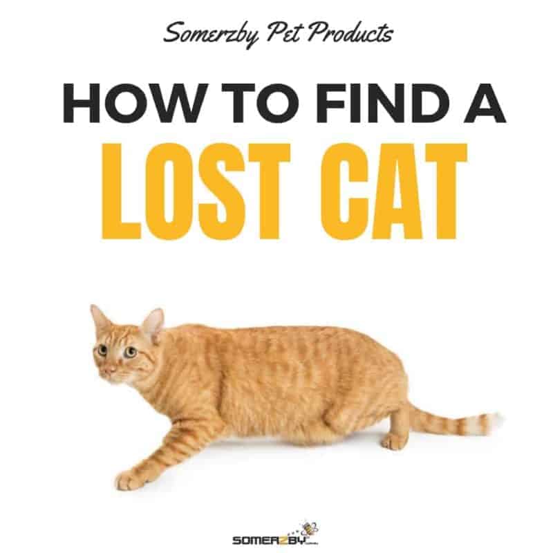 how-to-find-a-lost-cat-800x800.jpg