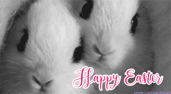 1461131767bunny-rabbits-happy-easter-cute-gif.gif