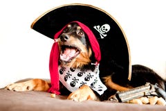 pirate-puppy-25156937.jpg