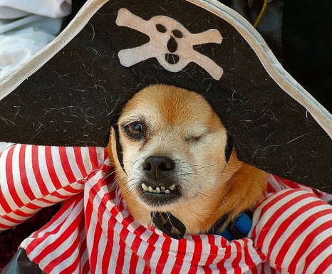 pirate+dog.bmp