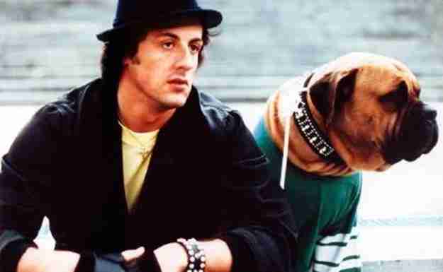 rocky-butkus-dog-stallone.jpg