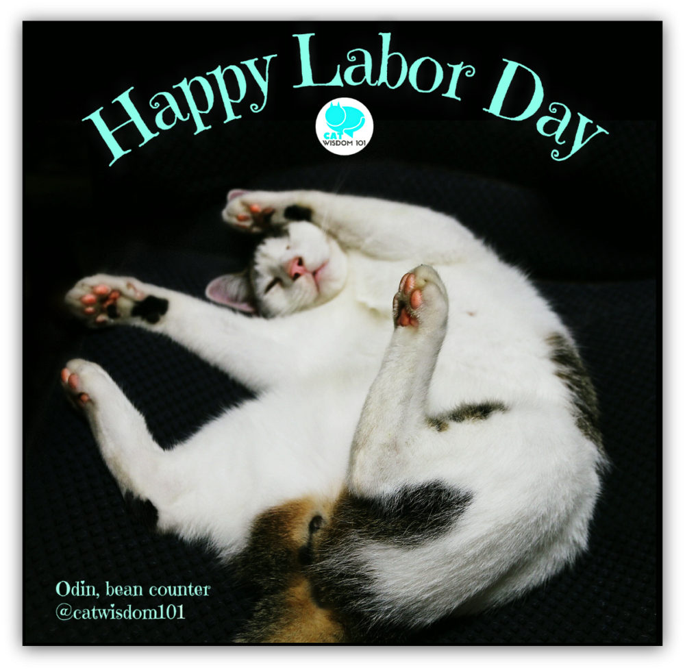 labor_day_cat_odin_catwisdom101.jpg