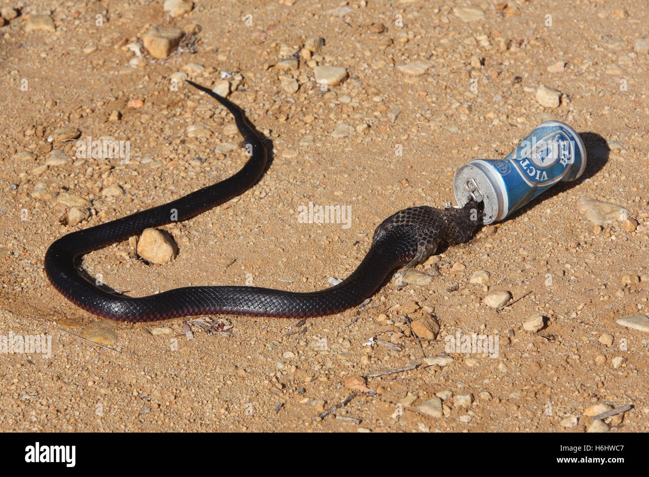 red-bellied-black-snake-killed-after-being-stuck-in-a-beer-can-victoria-H6HWC7.jpg